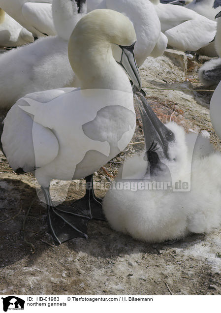 northern gannets / HB-01963