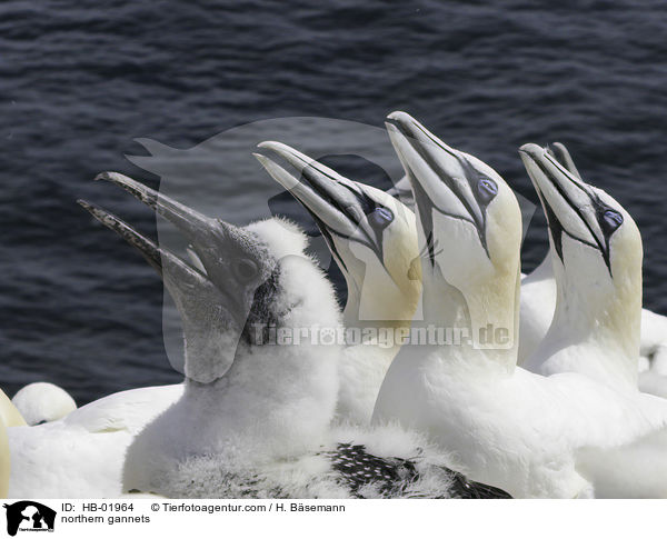 northern gannets / HB-01964