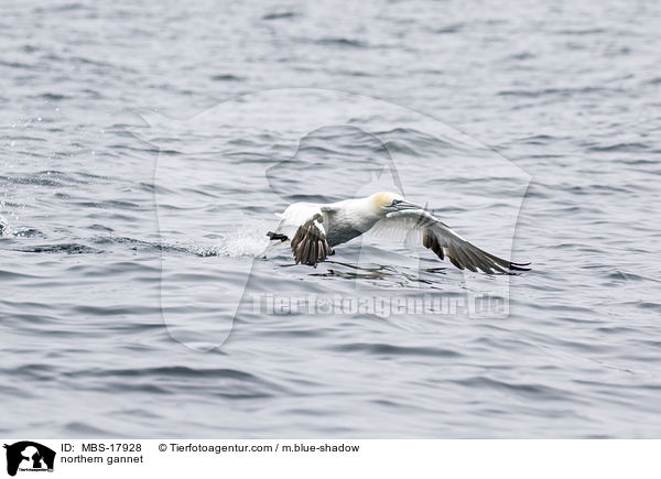 Basstlpel / northern gannet / MBS-17928