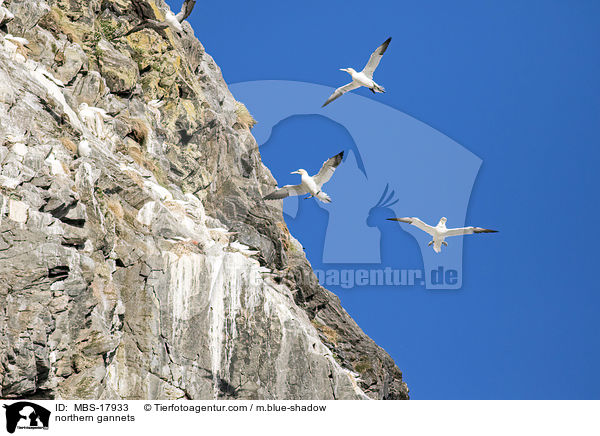 northern gannets / MBS-17933