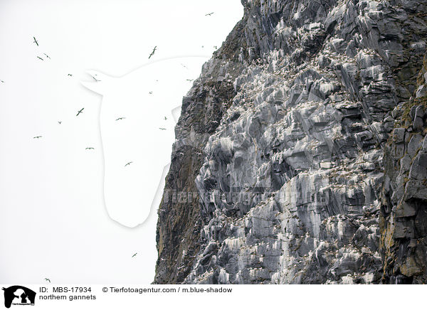 Basstlpel / northern gannets / MBS-17934