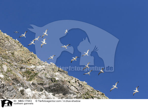Basstlpel / northern gannets / MBS-17943
