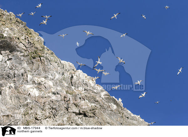 Basstlpel / northern gannets / MBS-17944