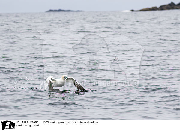Basstlpel / northern gannet / MBS-17955