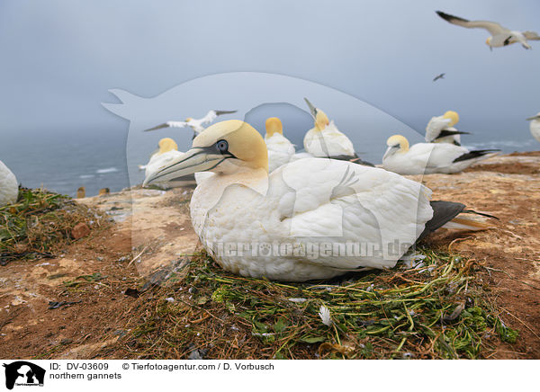 Basstlpel / northern gannets / DV-03609