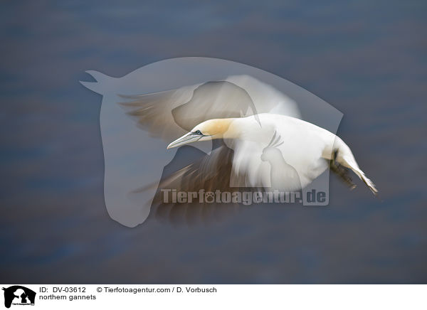 Basstlpel / northern gannets / DV-03612