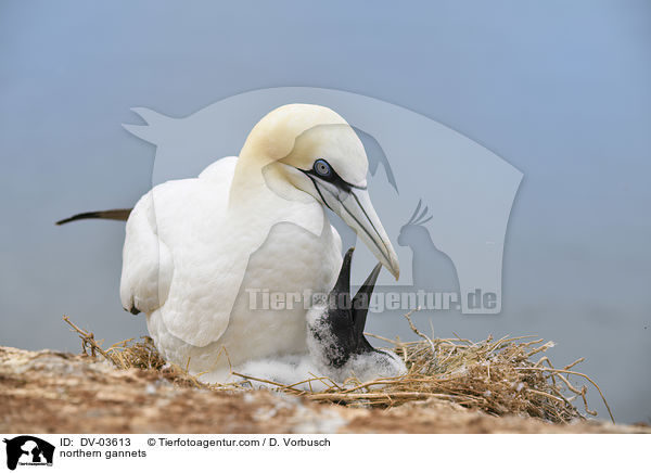 Basstlpel / northern gannets / DV-03613