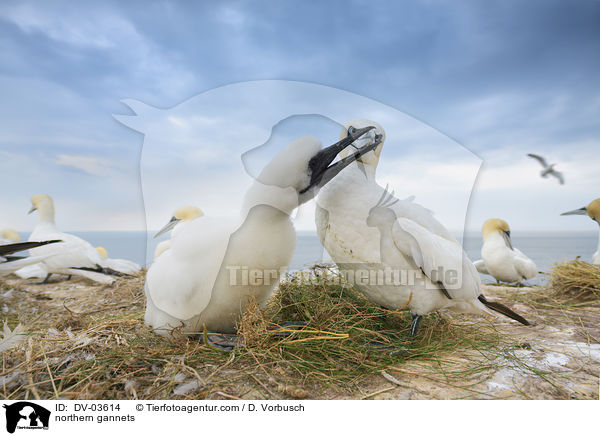 Basstlpel / northern gannets / DV-03614