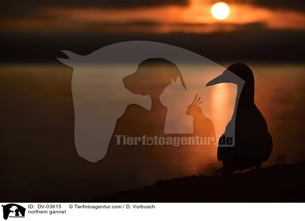 Basstlpel / northern gannet / DV-03615