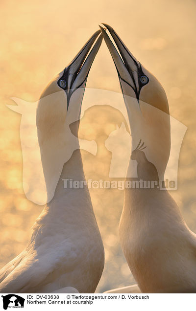 Basstlpel bei der Balz / Northern Gannet at courtship / DV-03638