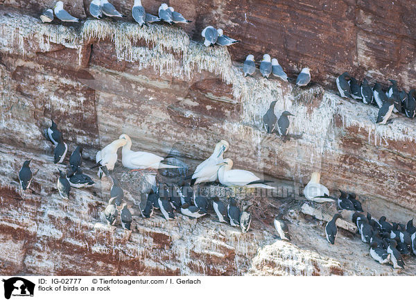 Vogelschwarm auf einem Felsen / flock of birds on a rock / IG-02777
