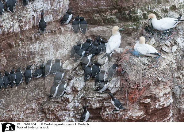 Vogelschwarm auf einem Felsen / flock of birds on a rock / IG-02804