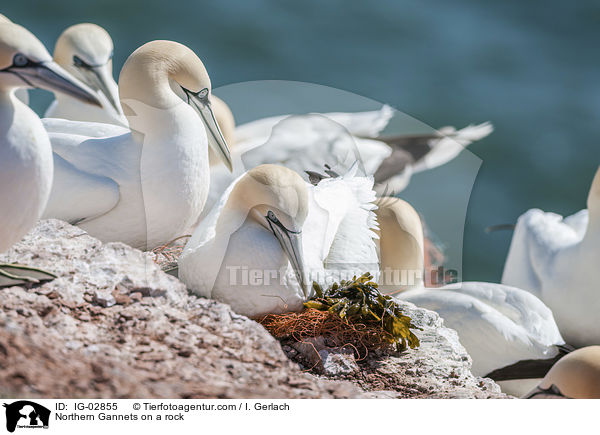 Northern Gannets on a rock / IG-02855