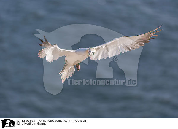 fliegender Basstlpel / flying Northern Gannet / IG-02858