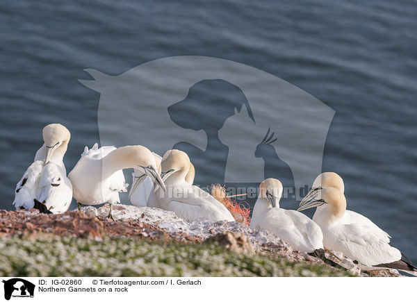 Northern Gannets on a rock / IG-02860