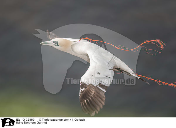 fliegender Basst�lpel / flying Northern Gannet / IG-02869