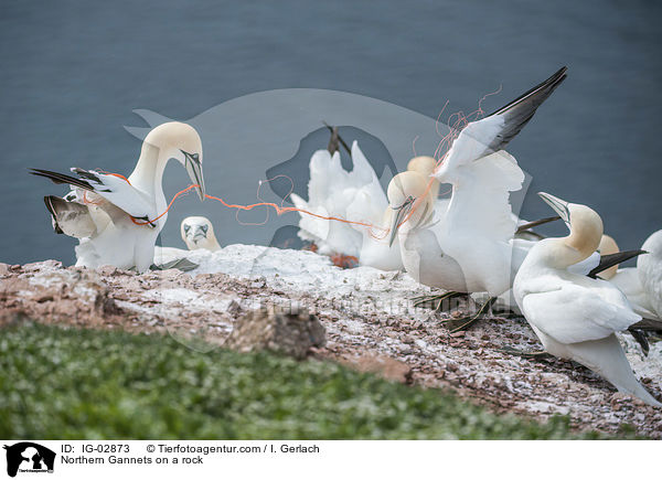 Basstlpel auf einem Felsen / Northern Gannets on a rock / IG-02873