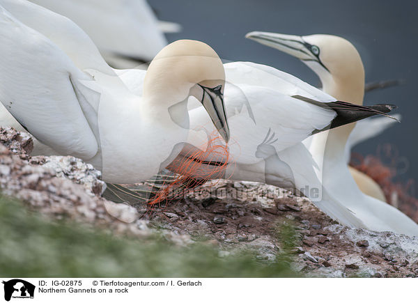 Basstlpel auf einem Felsen / Northern Gannets on a rock / IG-02875