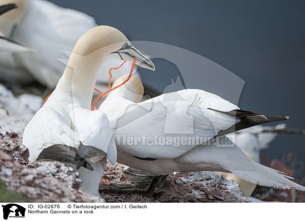 Basstlpel auf einem Felsen / Northern Gannets on a rock / IG-02876