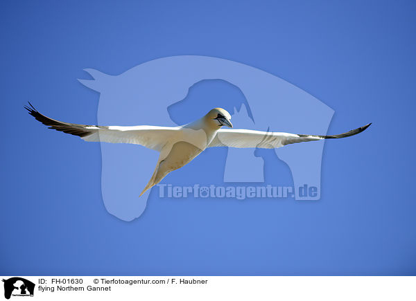 fliegender Basstlpel / flying Northern Gannet / FH-01630