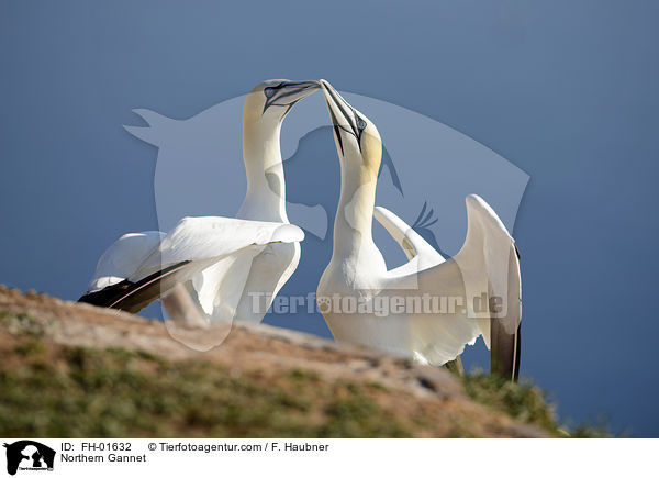 Basstlpel / Northern Gannet / FH-01632