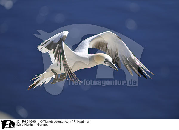 flying Northern Gannet / FH-01660