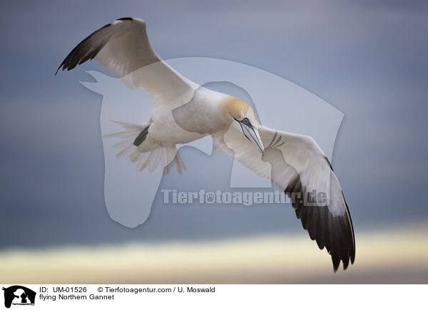fliegender Basstlpel / flying Northern Gannet / UM-01526