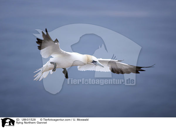 fliegender Basstlpel / flying Northern Gannet / UM-01528