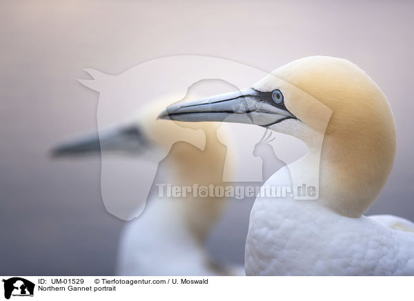 Basstlpel Portrait / Northern Gannet portrait / UM-01529