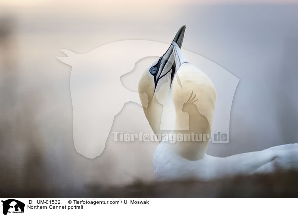 Basstlpel Portrait / Northern Gannet portrait / UM-01532