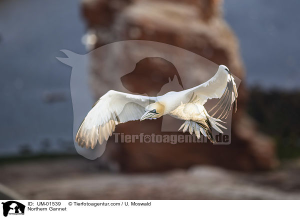Basstlpel / Northern Gannet / UM-01539