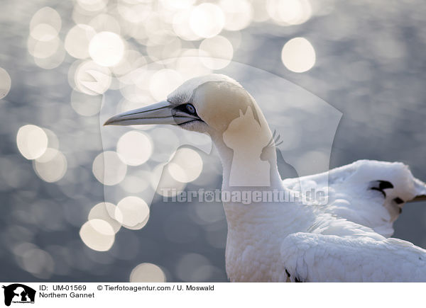 Basstlpel / Northern Gannet / UM-01569