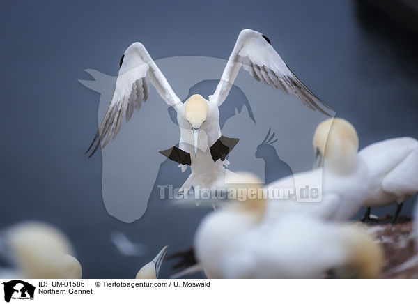 Basstlpel / Northern Gannet / UM-01586