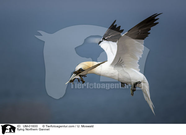 fliegender Basstlpel / flying Northern Gannet / UM-01600