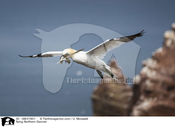 fliegender Basstlpel / flying Northern Gannet / UM-01601