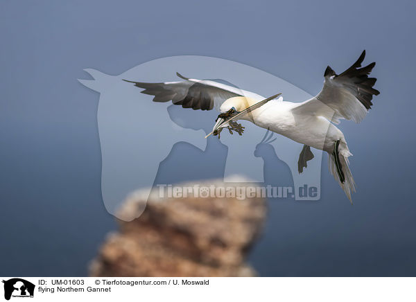 fliegender Basstlpel / flying Northern Gannet / UM-01603