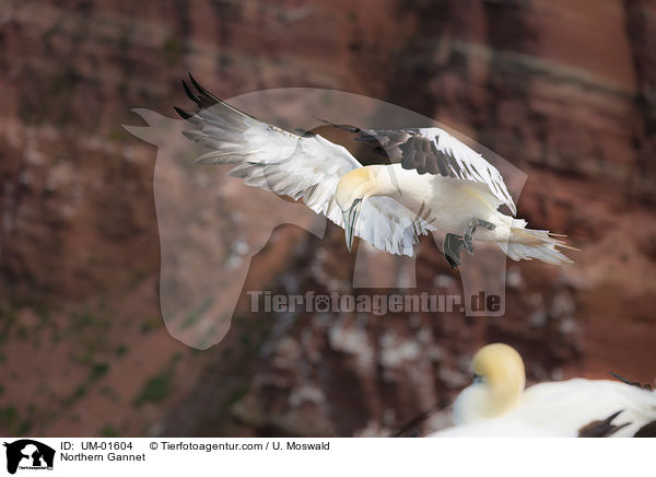 Northern Gannet / UM-01604