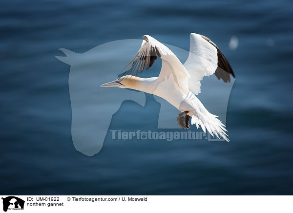 Basstlpel / northern gannet / UM-01922