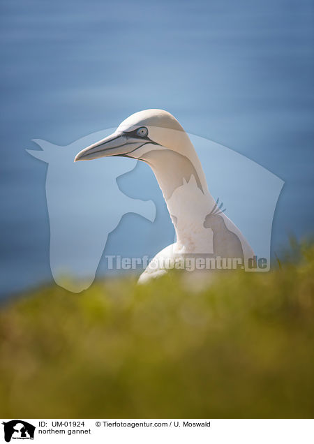 Basstlpel / northern gannet / UM-01924