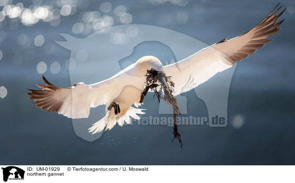Basstlpel / northern gannet / UM-01929
