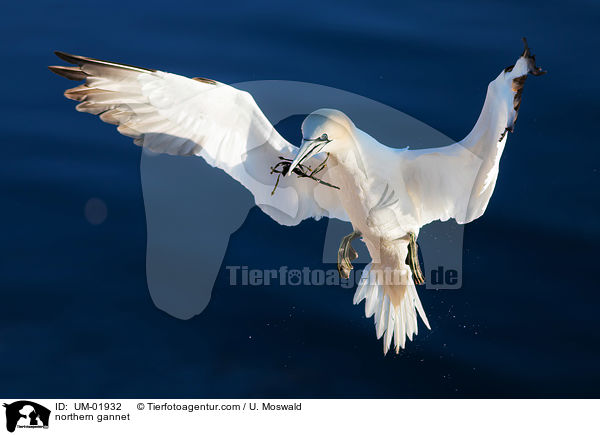 Basstlpel / northern gannet / UM-01932