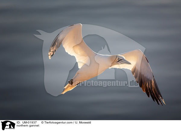 Basstlpel / northern gannet / UM-01937
