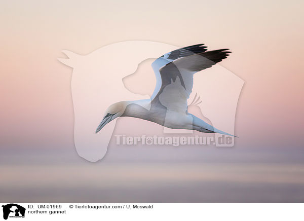 Basstlpel / northern gannet / UM-01969