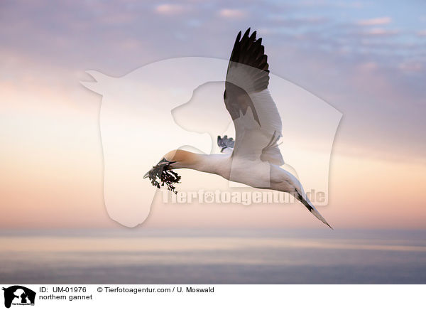 Basstlpel / northern gannet / UM-01976