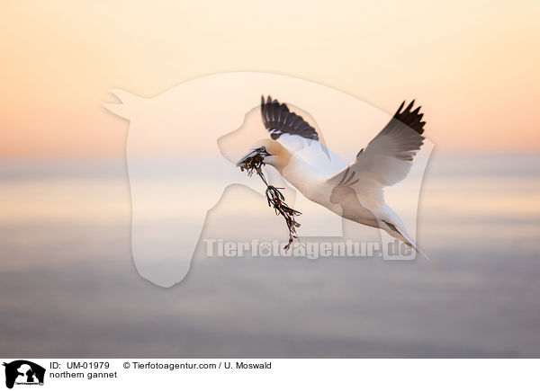 northern gannet / UM-01979