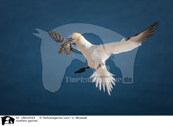 Basstlpel / northern gannet / UM-02024