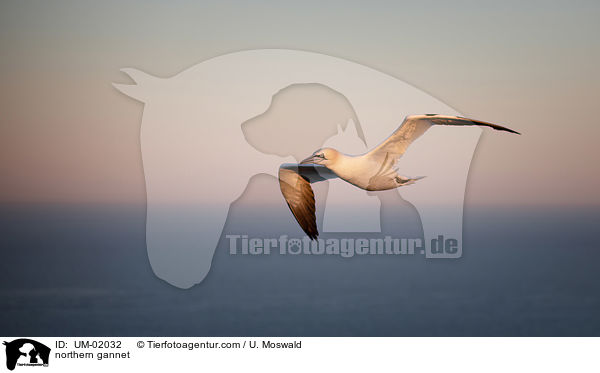 Basstlpel / northern gannet / UM-02032