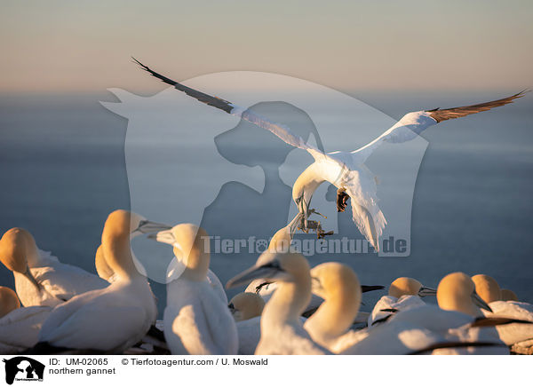 Basstlpel / northern gannet / UM-02065