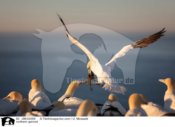 northern gannet / UM-02069