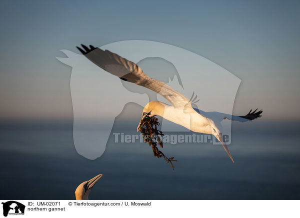 Basstlpel / northern gannet / UM-02071